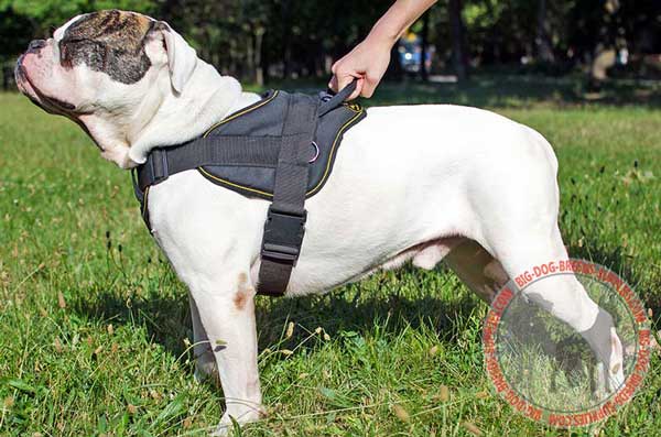 Nylon Equipment for American Bulldog 