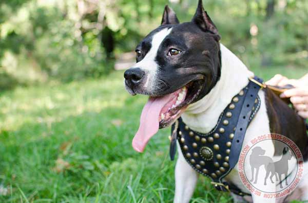 Leather Amstaff harness long-servicing gear