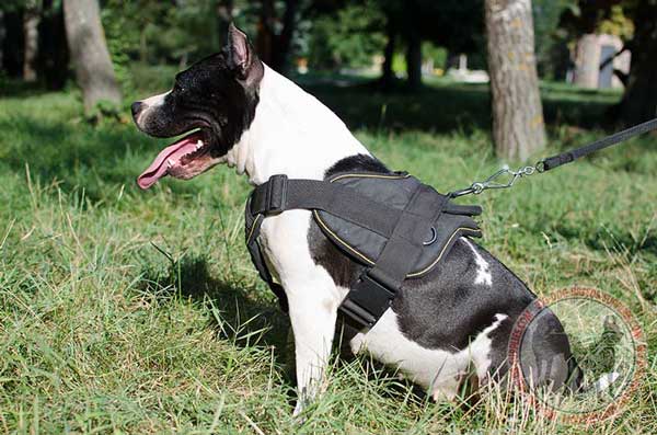 Nylon Amstaff harness better handling