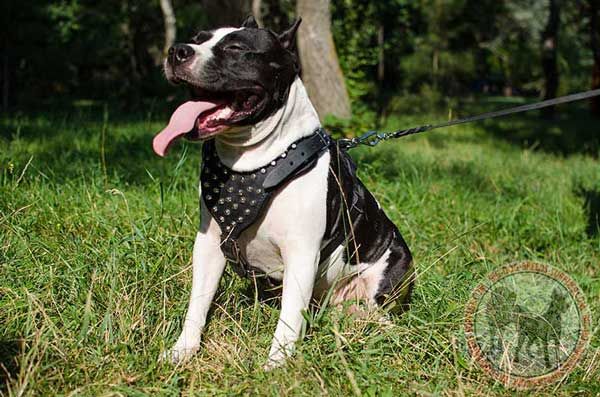 Amstaff Leather Harness with Adorned Chest Plate