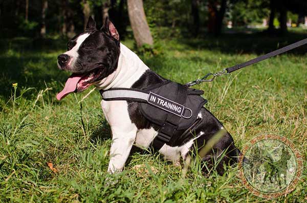 Nylon Harness for Amstaff Doing Professional Duties