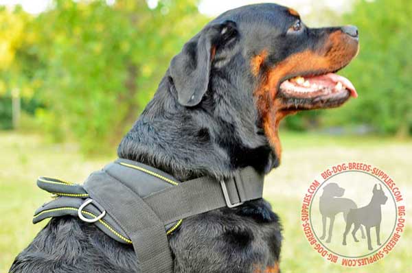 Nylon Rottweiler Harness for many kinds of training