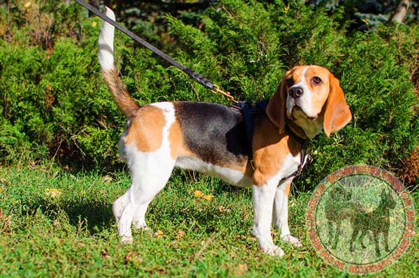 Beagle Black leather Harness