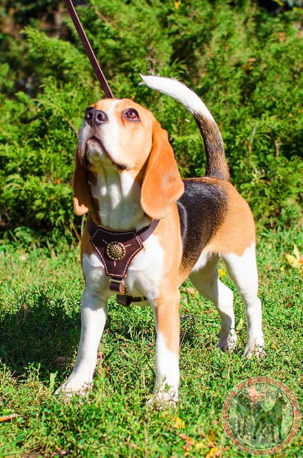 Leather Beagle Harness Made of Brown Leather