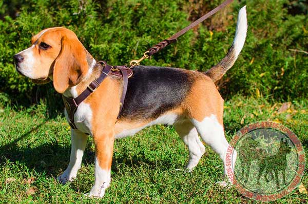 Strong Walking Equipment for Beagles