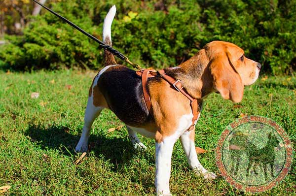 Beagle Harness for Walking