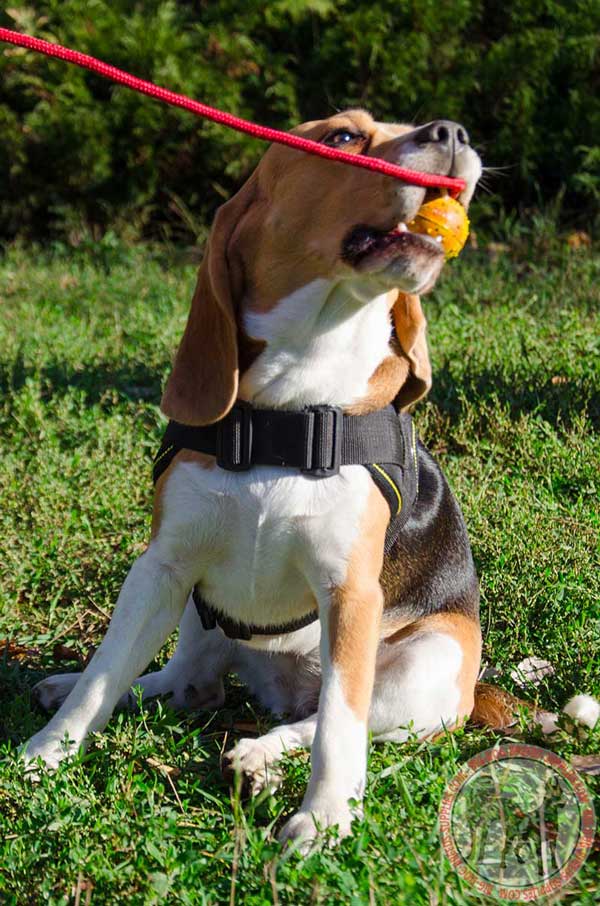 Nylon Beagle Harness with Adjustable Straps