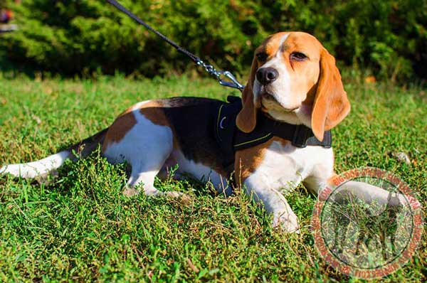 Strong Training Equipment for Beagles