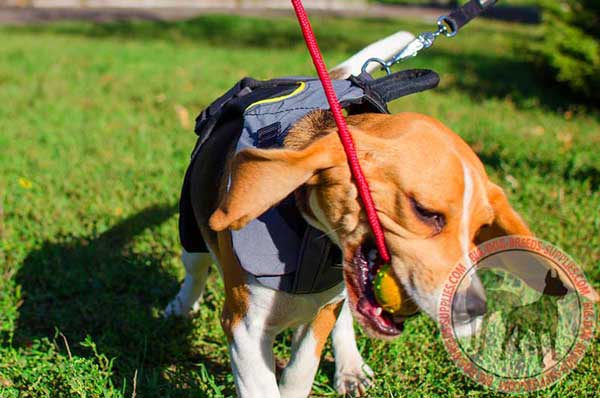 Beagle Waterproof Harness