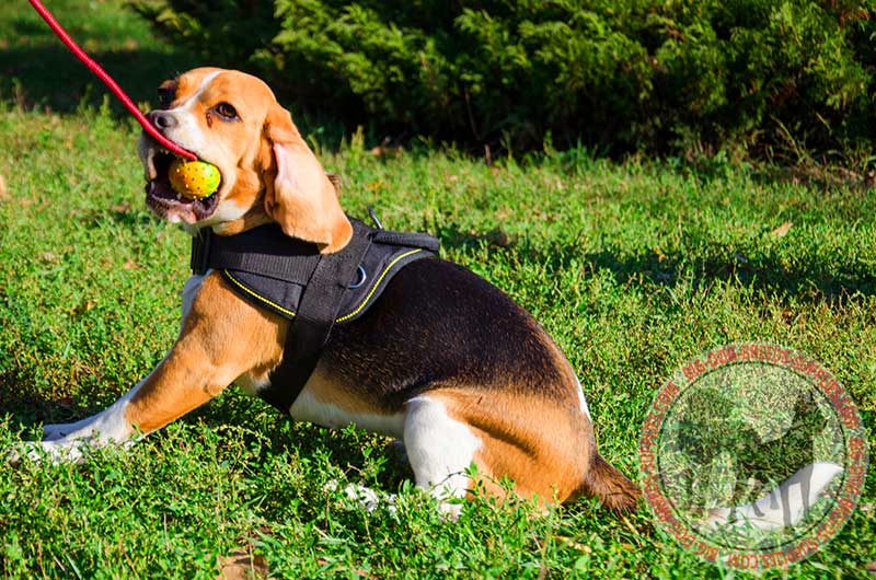 best harness for beagles that pull