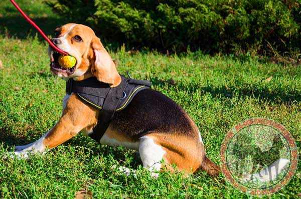 Lightweight Nylon Harness for Beagles
