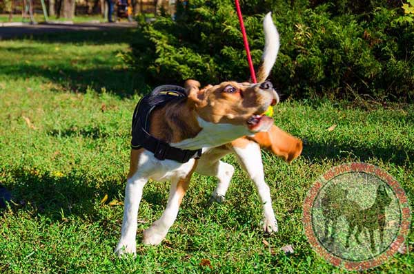 Tracking Harness for Beagles