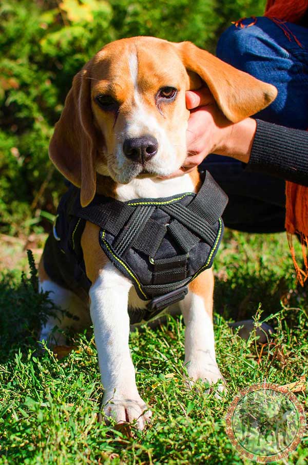 Training Equipment for Beagles 