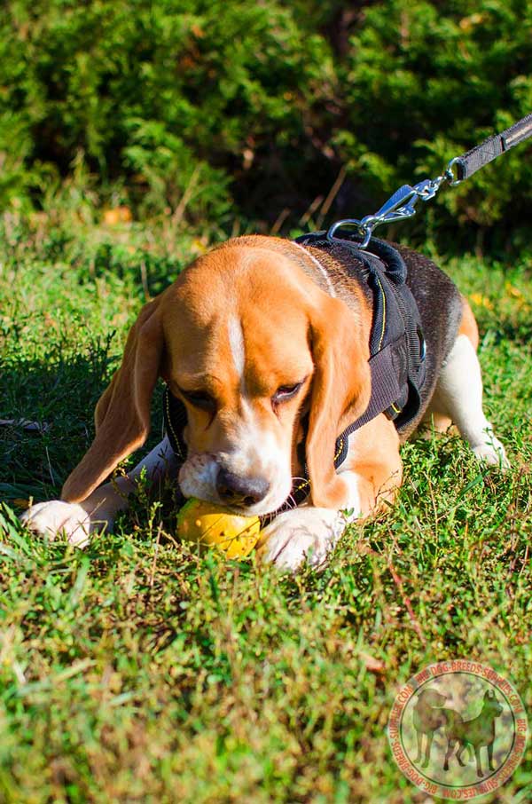 Training Nylon Harness for Beagles