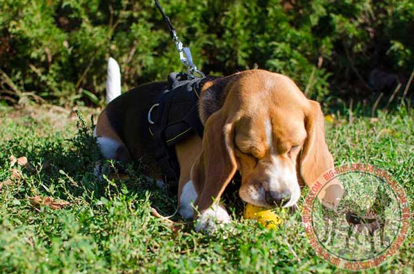 Nylon Harness for Beagles