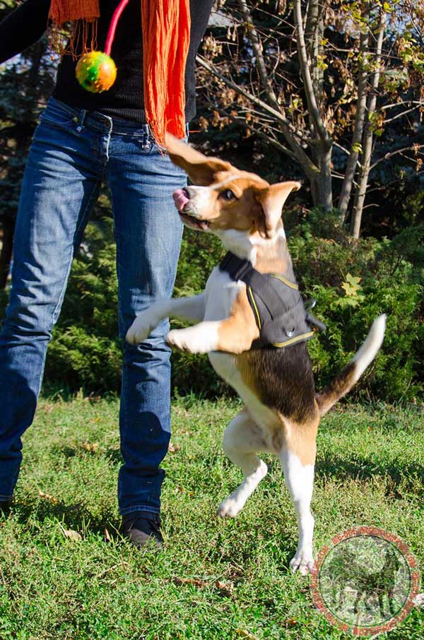 Beagle Nylon Harness for Pulling