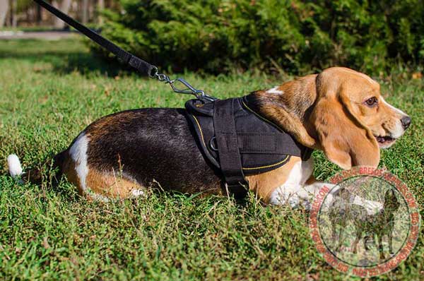 Beagle Harness for Comfortable Training