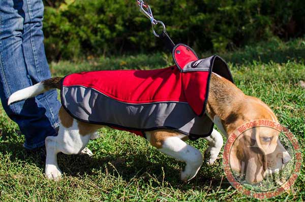 Winter Beagle Harness with Wind Protection Collar