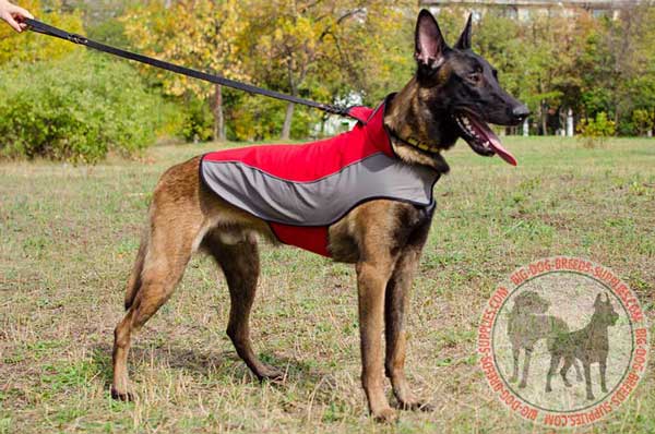 Belgain Malinois coat for warming in winter