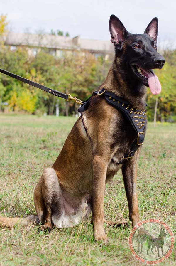 Leather Belgian Malinois harness for walking