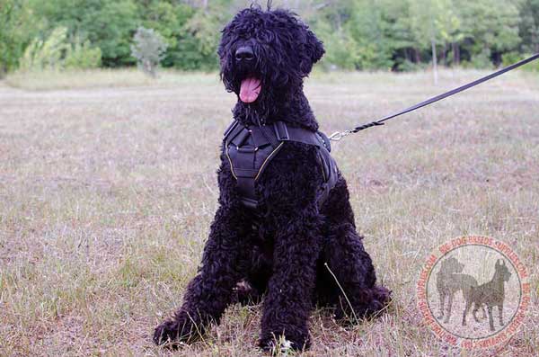 Black Russian Terrier nylon harness rust proof tool