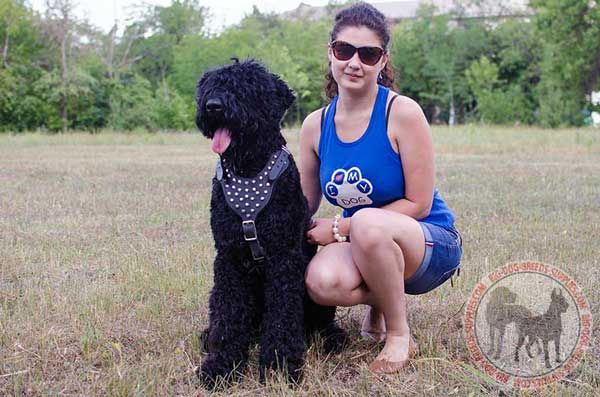 Black Russian Terrier Leather Harness Decorated