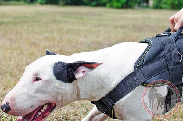  Bull Terrier nylon harness non-toxic material