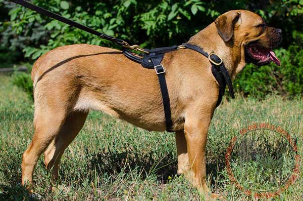 Leather harness for Cane Corso amazing design 