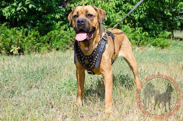 Leather harness for Cane Corso amazing design 