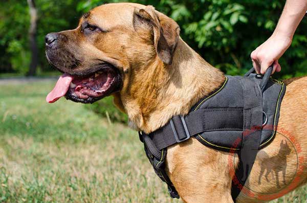 Nylon harness for Cane Corso amazing design 