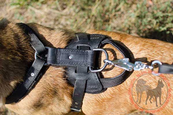 D-Ring Built on the Top on Leather Canine Gear