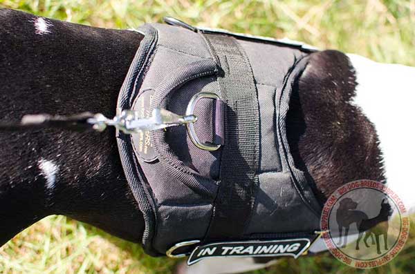 D-Ring on Nylon Harness for Leash