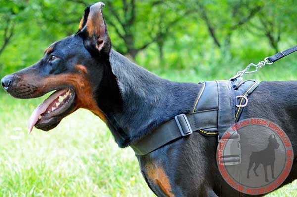 Nylon Doberman Harness with Durable Handle