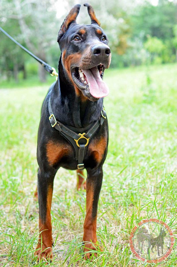 Doberman Leathern Harness for Tracking and Walking