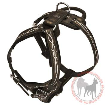 Leather American Pitbull Terrier harness four ways adjustable for proper fit