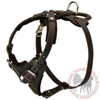 Dog leather harness with large breast plate