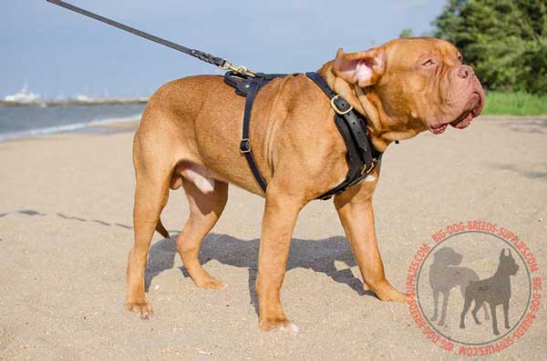 Dogue de Bordeaux harness leather extra durable material