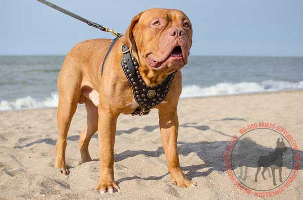 Dogue de Bordeaux leather harness appearing in style