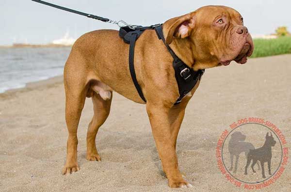 Dogue de Bordeaux Leather Harness Padded from Interior for Comfort