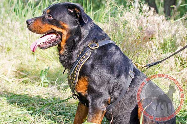 Rottweiler fashion Leather harness amazing design 