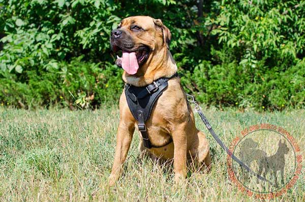 Leather Harness for Cane Corso Walking and Training