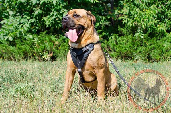 Leather Harness for Cane Corso Attack Training