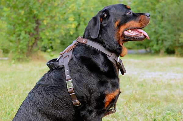 Leather Harness for Rottweiler Walking and Training
