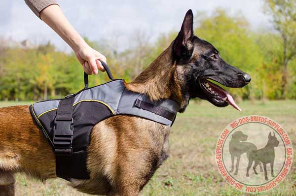 Malinois harness of nylon 