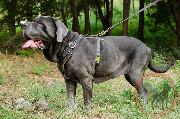 Leather Mastino Napoletano harness finished with brass hardware