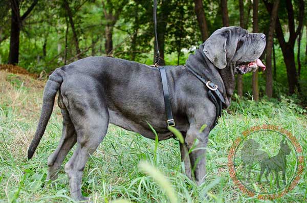 Leather harness for Mastino Napoletano striking design