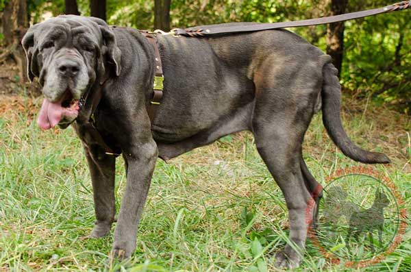 Walking Mastino Napoletano Leather Harness