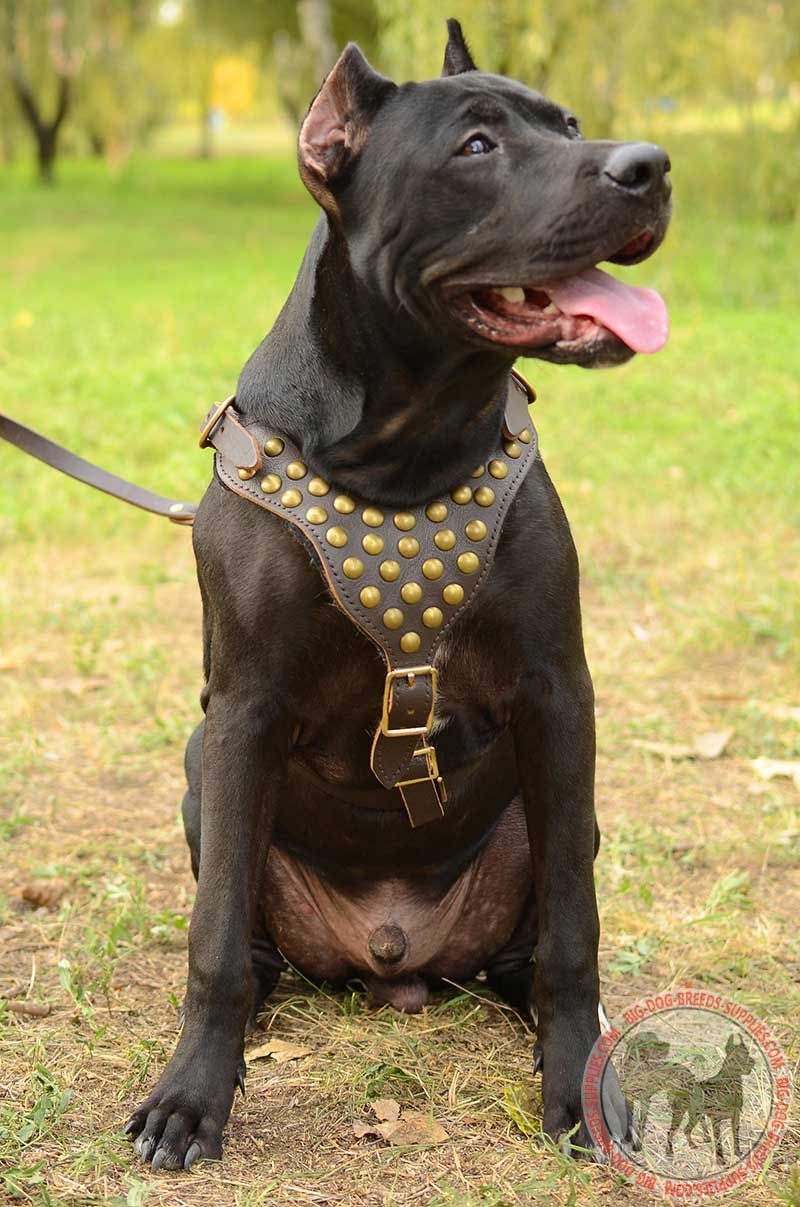 dog harnesses for pitbulls