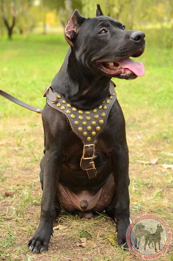 Pitbull Leather Dog Harness with Symmetrical Studs