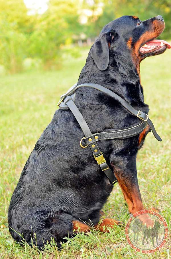 Leather Harness for Rottweiler with Easy in Use Quick Release Buckle